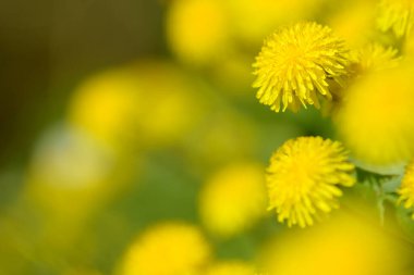 Sarı karahindiba çiçekleri (Taraxacum officinale). Güneşli bahar gününde karahindiba tarlası geçmişi. Çiçekli karahindiba. Şifalı yabani otlar.