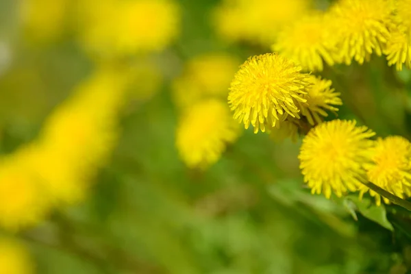 Жовті Квіти Кульбаби Польовий Фон Кульбаби Весняний Сонячний День Квітуча — стокове фото