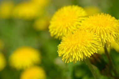 Sarı karahindiba çiçekleri (Taraxacum officinale). Güneşli bahar gününde karahindiba tarlası geçmişi. Çiçekli karahindiba. Şifalı yabani otlar.
