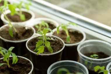 Genç Seedling. Pencere eşiğinde plastik bardakta büyüyen küçük fideler. Bahçeye ekmek için yeni bitkiler. Sebze filizleri. Domates, salatalık, balkabağı ve diğer ürünler..
