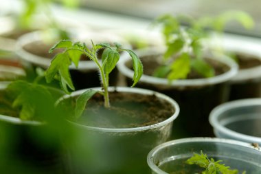 Genç Seedling. Pencere eşiğinde plastik bardakta büyüyen küçük fideler. Bahçeye ekmek için yeni bitkiler. Sebze filizleri. Domates, salatalık, balkabağı ve diğer ürünler..