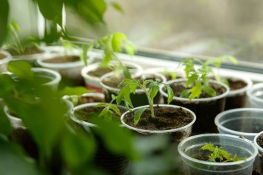 Genç Seedling. Pencere eşiğinde plastik bardakta büyüyen küçük fideler. Bahçeye ekmek için yeni bitkiler. Sebze filizleri. Domates, salatalık, balkabağı ve diğer ürünler..