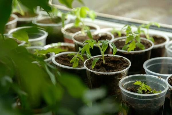 Young Seedling Plántulas Jóvenes Que Crecen Alféizar Ventana Una Taza — Foto de Stock