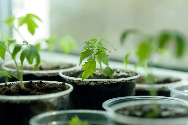 Young Seedling Plántulas Jóvenes Que Crecen Alféizar Ventana Una Taza — Foto de Stock