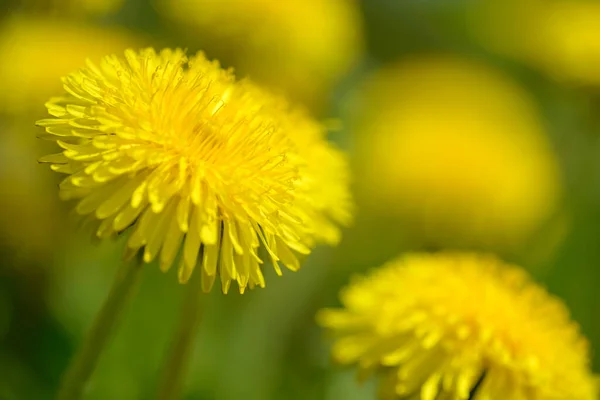 Żółte Kwiaty Mniszka Lekarskiego Taraxacum Officinale Dandelions Tle Pola Wiosnę — Zdjęcie stockowe