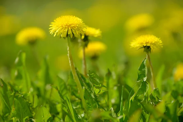 Żółte Kwiaty Mniszka Lekarskiego Taraxacum Officinale Dandelions Tle Pola Wiosnę — Zdjęcie stockowe