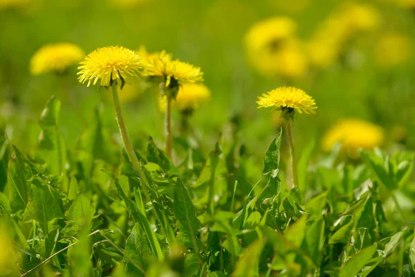 黄色いタンポポの花 Taraxacum Officinale 春の晴れた日にタンポポのフィールドの背景 タンポポを咲かせます 薬草野生のハーブ — ストック写真