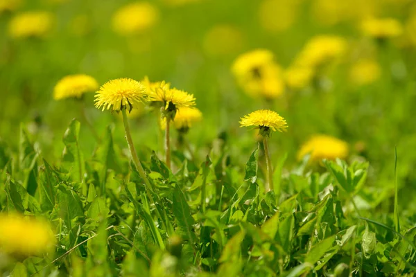 Fleurs Pissenlit Jaune Taraxacum Officinale Dandelions Field Background Spring Sunny — Photo