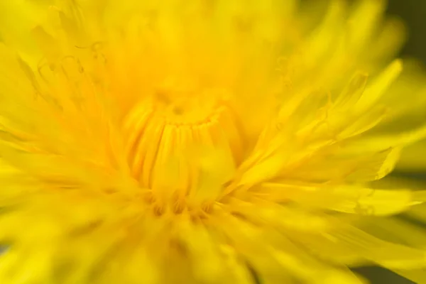 Flores Amarillas Diente León Taraxacum Officinale Fondo Del Campo Dientes —  Fotos de Stock