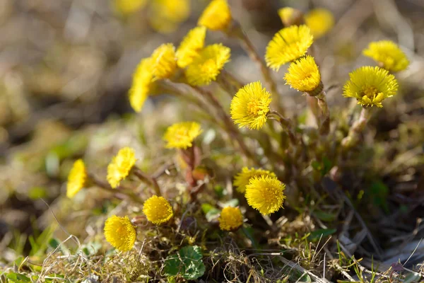 Coltsfoot Foalfoot Medicinal Wild Herb Farfara Tussilago Plant Growing Field — Stock Photo, Image