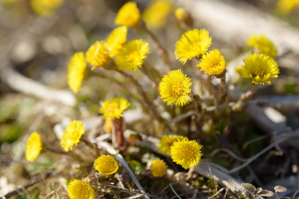 Coltsfoot Foalfoot Medicinal Wild Herb Farfara Tussilago Plant Growing Field — Stock Photo, Image