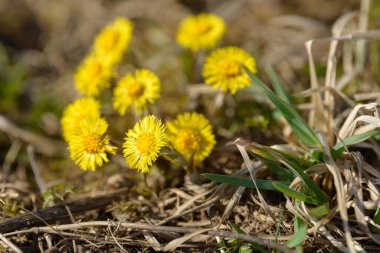 Tay ayağı ya da tay ayağı şifalı yabani ot. Tarlada yetişen Farfara Tussilago bitkisi. İlaç malzemesi olarak kullanılan genç çiçek. Çayır baharı çimen açıyor. Bir grup güzel sarı çiçek.