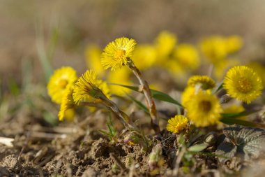 Tay ayağı ya da tay ayağı şifalı yabani ot. Tarlada yetişen Farfara Tussilago bitkisi. İlaç malzemesi olarak kullanılan genç çiçek. Çayır baharı çimen açıyor. Bir grup güzel sarı çiçek.