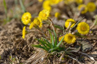 Tay ayağı ya da tay ayağı şifalı yabani ot. Tarlada yetişen Farfara Tussilago bitkisi. İlaç malzemesi olarak kullanılan genç çiçek. Çayır baharı çimen açıyor. Bir grup güzel sarı çiçek.