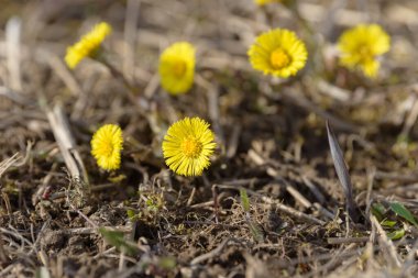 Tay ayağı ya da tay ayağı şifalı yabani ot. Tarlada yetişen Farfara Tussilago bitkisi. İlaç malzemesi olarak kullanılan genç çiçek. Çayır baharı çimen açıyor. Bir grup güzel sarı çiçek.