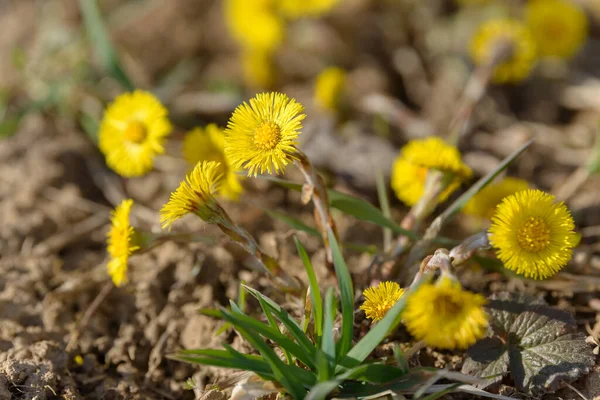 Coltsfoot Veulenvoet Geneeskrachtige Wilde Kruid Farfara Tussilago Plant Groeit Het — Stockfoto