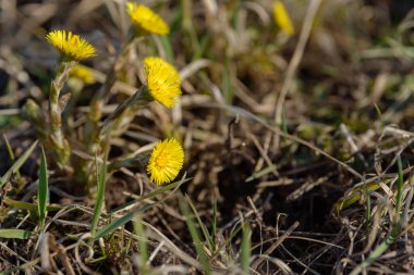 Tay ayağı ya da tay ayağı şifalı yabani ot. Tarlada yetişen Farfara Tussilago bitkisi. İlaç malzemesi olarak kullanılan genç çiçek. Çayır baharı çimen açıyor. Bir grup güzel sarı çiçek.