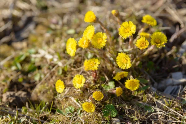 Coltsfoot Foalfoot Erva Selvagem Medicinal Farfara Planta Tussilago Crescendo Campo — Fotografia de Stock