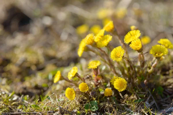 Coltsfoot Foalfoot Medicinal Wild Herb Farfara Tussilago Plant Growing Field — Stock Photo, Image