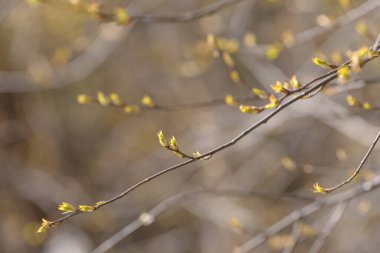 Genç ağaç yaprağı ve tomurcuk. Dallarda yeni bahar yaprakları beliriyor. Ağaç ya da çalı tomurcukları salıyor. Mevsimlik orman geçmişi.