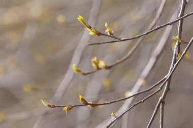 Genç ağaç yaprağı ve tomurcuk. Dallarda yeni bahar yaprakları beliriyor. Ağaç ya da çalı tomurcukları salıyor. Mevsimlik orman geçmişi.