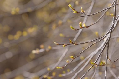 Genç ağaç yaprağı ve tomurcuk. Dallarda yeni bahar yaprakları beliriyor. Ağaç ya da çalı tomurcukları salıyor. Mevsimlik orman geçmişi.