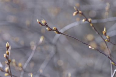 Genç ağaç yaprağı ve tomurcuk. Dallarda yeni bahar yaprakları beliriyor. Ağaç ya da çalı tomurcukları salıyor. Mevsimlik orman geçmişi.