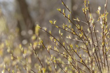 Genç ağaç yaprağı ve tomurcuk. Dallarda yeni bahar yaprakları beliriyor. Ağaç ya da çalı tomurcukları salıyor. Mevsimlik orman geçmişi.