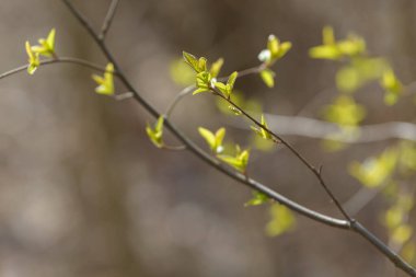 Genç ağaç yaprağı ve tomurcuk. Dallarda yeni bahar yaprakları beliriyor. Ağaç ya da çalı tomurcukları salıyor. Mevsimlik orman geçmişi.