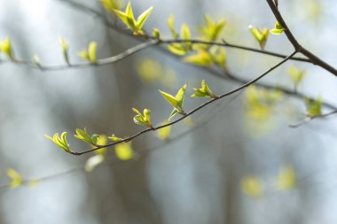 Genç ağaç yaprağı ve tomurcuk. Dallarda yeni bahar yaprakları beliriyor. Ağaç ya da çalı tomurcukları salıyor. Mevsimlik orman geçmişi.