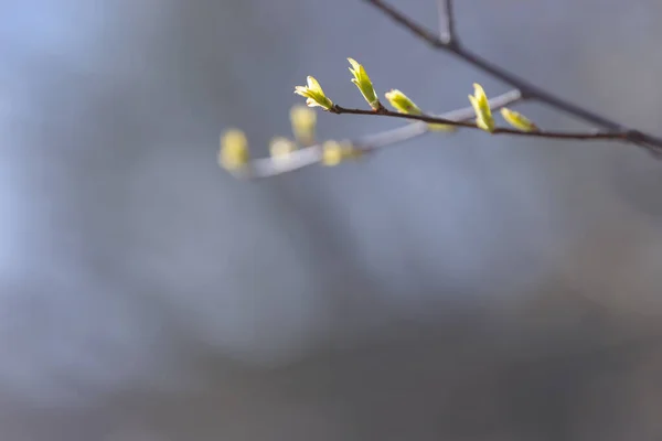 Genç Ağaç Yaprağı Tomurcuk Dallarda Yeni Bahar Yaprakları Beliriyor Ağaç — Stok fotoğraf