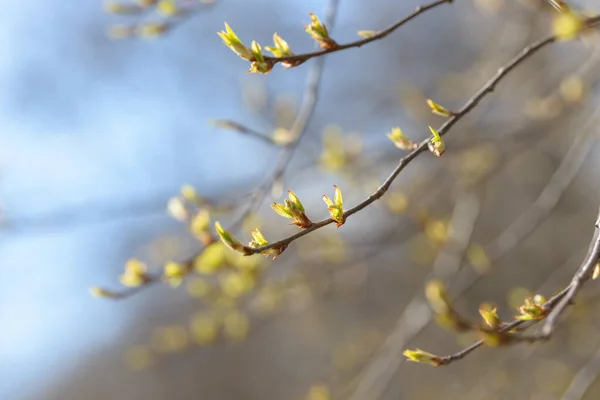 Hoja Brote Árbol Joven Nuevo Follaje Primaveral Que Aparece Ramas — Foto de Stock