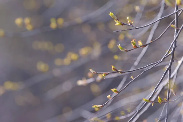 Genç Ağaç Yaprağı Tomurcuk Dallarda Yeni Bahar Yaprakları Beliriyor Ağaç — Stok fotoğraf