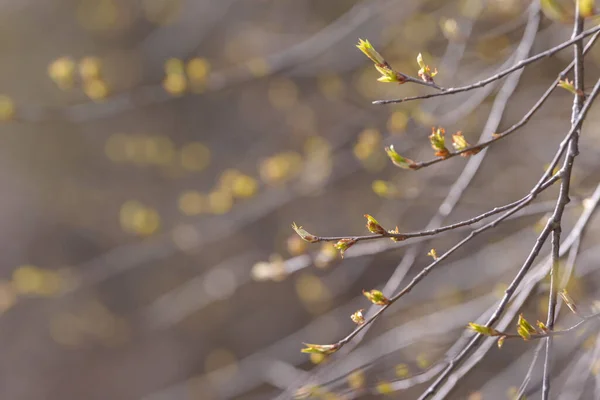 Hoja Brote Árbol Joven Nuevo Follaje Primaveral Que Aparece Ramas — Foto de Stock