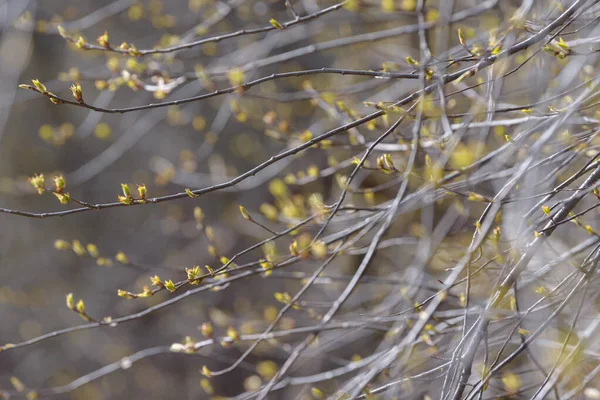 Hoja Brote Árbol Joven Nuevo Follaje Primaveral Que Aparece Ramas — Foto de Stock