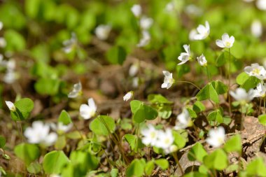 Oxalis articulata veya asetosella. Şifalı yabani otlar filizlenen tahta süpürge otları. Ormanda ya da açıklıkta büyüyen beyaz, pembe ya da sarı çiçekli otlar. Yiyecek ve içecek olarak kullanılan sağlıklı bir bitki..