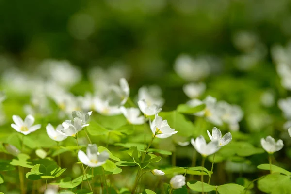 Oxalis Articulata Acetosella Hierba Acedera Medicinal Silvestre Flor Hierba Con —  Fotos de Stock