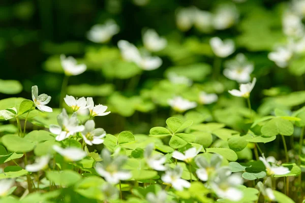 Oxalis Articulata Acetosella Hierba Acedera Medicinal Silvestre Flor Hierba Con —  Fotos de Stock