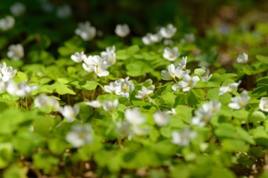 Oxalis articulata veya asetosella. Şifalı yabani otlar filizlenen tahta süpürge otları. Ormanda ya da açıklıkta büyüyen beyaz, pembe ya da sarı çiçekli otlar. Yiyecek ve içecek olarak kullanılan sağlıklı bir bitki..