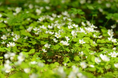Oxalis articulata veya asetosella. Şifalı yabani otlar filizlenen tahta süpürge otları. Ormanda ya da açıklıkta büyüyen beyaz, pembe ya da sarı çiçekli otlar. Yiyecek ve içecek olarak kullanılan sağlıklı bir bitki..