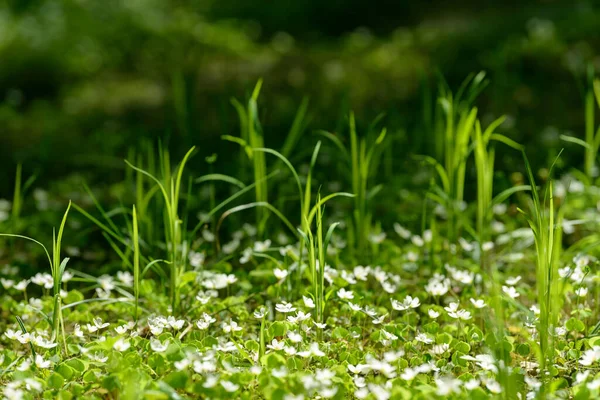 Oxalis Articulata Acetosella Hierba Acedera Medicinal Silvestre Flor Hierba Con — Foto de Stock