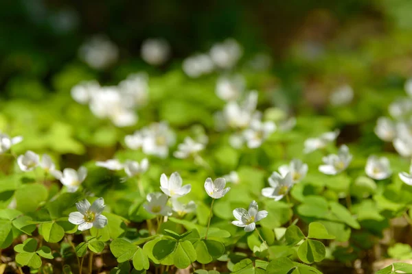 Oxalis Articulata Acetosella Hierba Acedera Medicinal Silvestre Flor Hierba Con — Foto de Stock