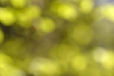 Bulanık bokeh doğa geçmişi. Parkın, ormanın ya da bahçenin soyut doğal arkaplanı. Yaprakları ve sapları olan bitkilerin yumuşak odaklı fotoğrafı. Ağaç, çalı ya da çim bokeh etkisinden yapılır.