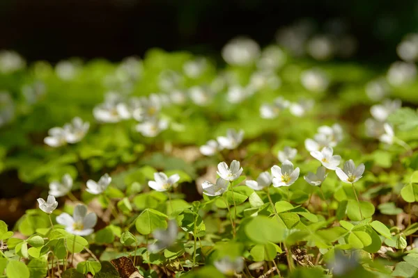 Oxalis Articulata Acetosella Hierba Acedera Medicinal Silvestre Flor Hierba Con —  Fotos de Stock