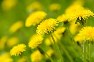 Sarı karahindiba çiçekleri (Taraxacum officinale). Güneşli bahar gününde karahindiba tarlası geçmişi. Çiçekli karahindiba. Şifalı yabani otlar. İlacın doğal bileşeni..