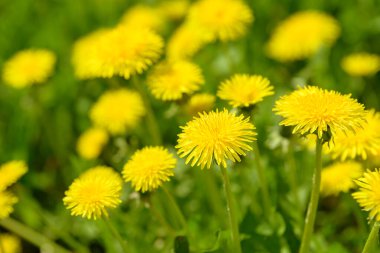 Sarı karahindiba çiçekleri (Taraxacum officinale). Güneşli bahar gününde karahindiba tarlası geçmişi. Çiçekli karahindiba. Şifalı yabani otlar. İlacın doğal bileşeni..