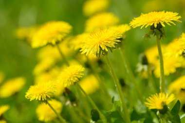 Sarı karahindiba çiçekleri (Taraxacum officinale). Güneşli bahar gününde karahindiba tarlası geçmişi. Çiçekli karahindiba. Şifalı yabani otlar. İlacın doğal bileşeni..
