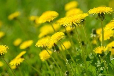 Sarı karahindiba çiçekleri (Taraxacum officinale). Güneşli bahar gününde karahindiba tarlası geçmişi. Çiçekli karahindiba. Şifalı yabani otlar. İlacın doğal bileşeni..
