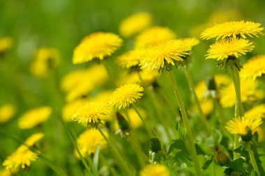 Sarı karahindiba çiçekleri (Taraxacum officinale). Güneşli bahar gününde karahindiba tarlası geçmişi. Çiçekli karahindiba. Şifalı yabani otlar. İlacın doğal bileşeni..