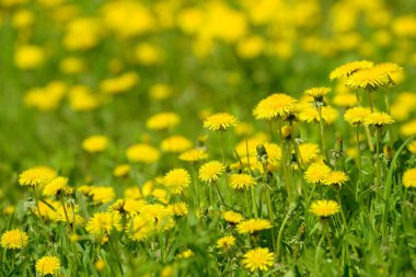 Sarı karahindiba çiçekleri (Taraxacum officinale). Güneşli bahar gününde karahindiba tarlası geçmişi. Çiçekli karahindiba. Şifalı yabani otlar. İlacın doğal bileşeni..